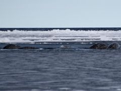 03C Six Narwhal Whales On Day 3 Of Floe Edge Adventure Nunavut Canada